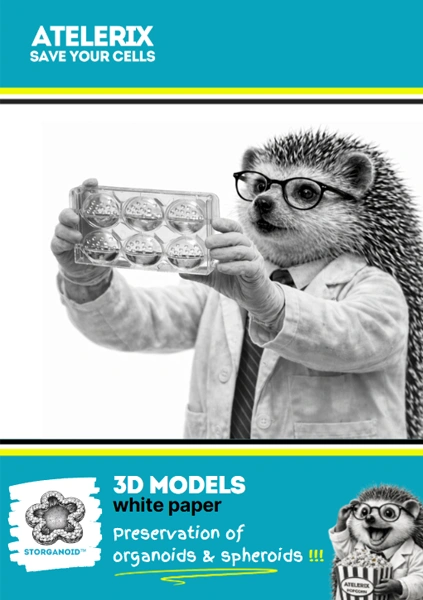 STORganoid Whitepaper - 3D Models, Preservation of Organoids & Spheriods